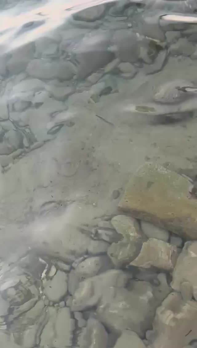 Flavia Sartor - Melbourne escort - Profile photo